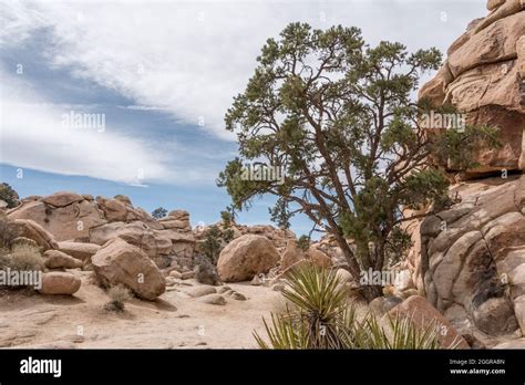 Pinyon Pine Tree High Resolution Stock Photography And Images Alamy