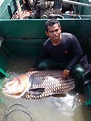 Fish Release: Giant Barbs are the Cambodian Identity