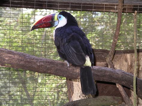 White Throated Toucan Wikipedia