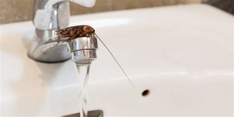 Why do they confiscate food? The Pests That Love Moisture - Plunkett's Pest Control