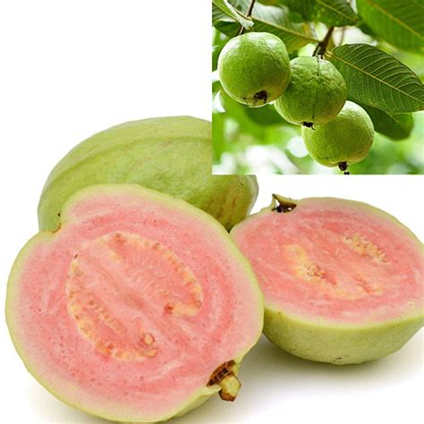 Taiwan Pink Guava Plant Size Natural At Best Price In Habra Bengal