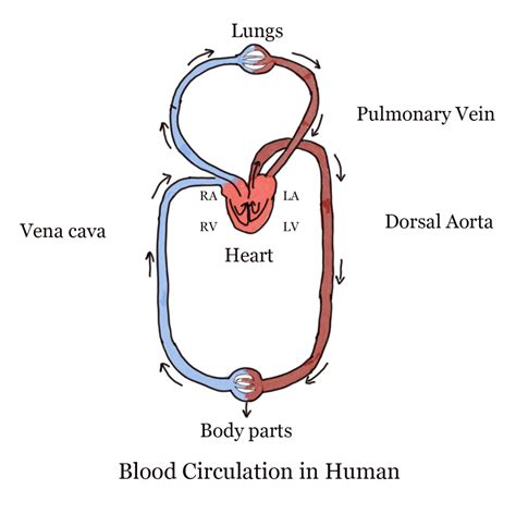 Human Circulatory System Gcse Biology Revision Notes