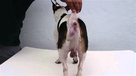 What Is A Perineal Hernia In Dogs
