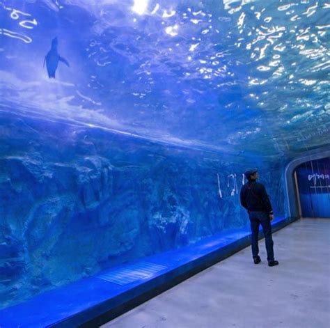 Aquarium In Jeju Korea Must Go One Day Public Aquarium Aquarium
