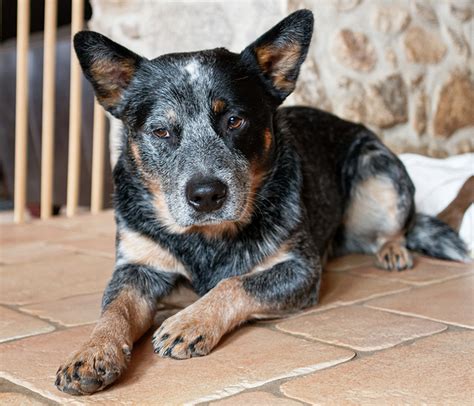 Blue Heeler Breed Information A Guide To The Australian Cattle Dog