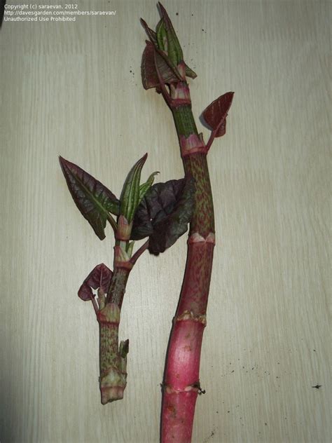 Plant Identification Fast Growing Single Stalk Plant Red Ish Stalk