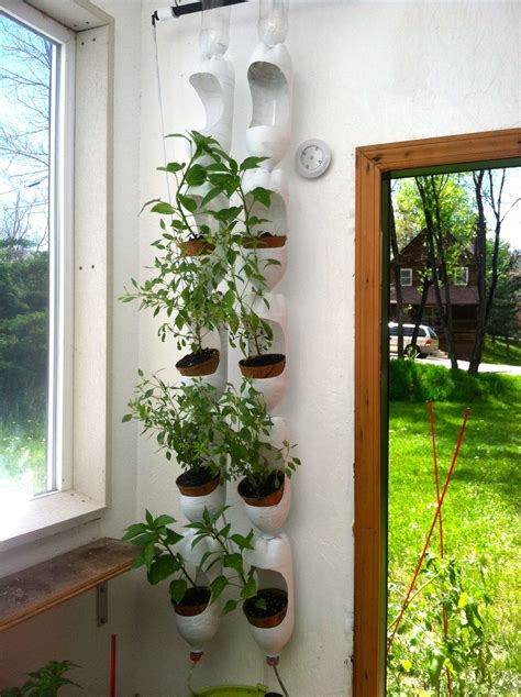 Plenty Of Basil Growing In Vertical Garden Made Out Of Recycled Soda