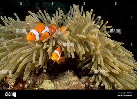Blackfinned Clownfish Amphiprion Percula Guarding Eggs Laid Beside