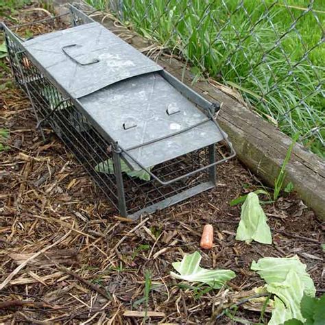 Keep the bait far from the walls of the trap to prevent a woodchuck from reaching the bait from outside of the cage. How to Keep Animals from Eating Your Tender New Plants • Preen