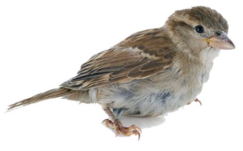 House Sparrow Png Isolated Pic Png Mart