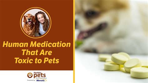 Are Any Human Medicines Safe For Dogs