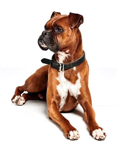 Boxers Dogpics