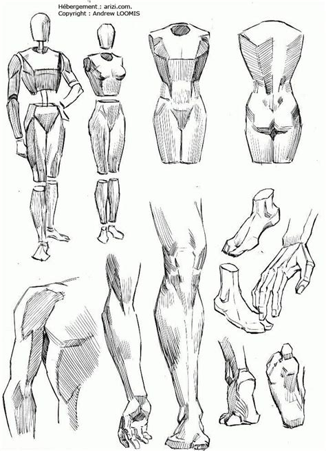 Apprendre Dessiner Corps Humain Personnage Human Anatomy Art Figure
