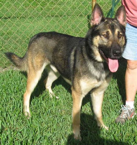 Many rescue groups are the last hope for shelter dogs whose time has run out. Fl German Shepherd Rescue | PETSIDI