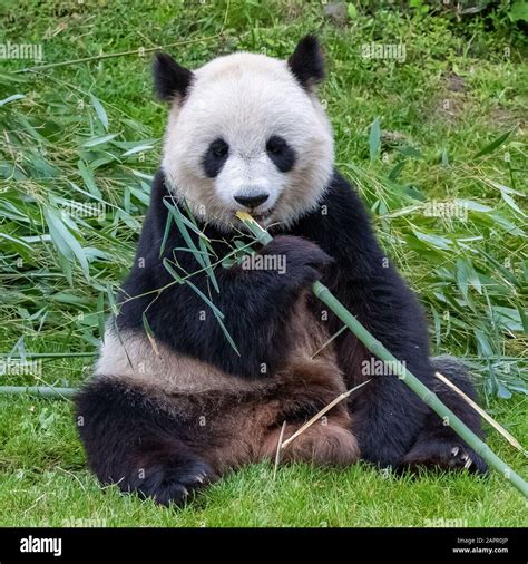 Young Giant Panda Eating Bamboo In The Grass Portrait Stock Photo Alamy