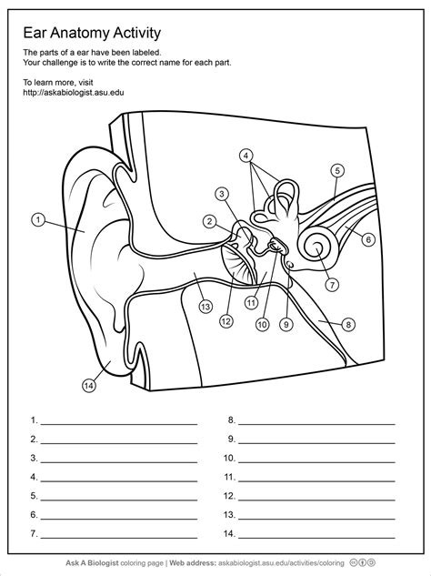 Ear Anatomy Worksheet