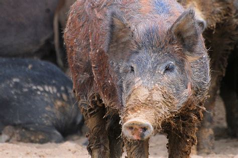 Feral Swine Usda Monitors Worlds Worst Invasive Alien