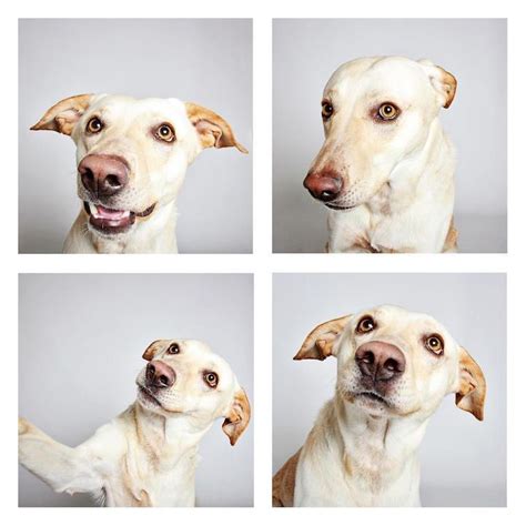 Playful Photo Booth Portraits Showcase Adoptable Dogs Sweet