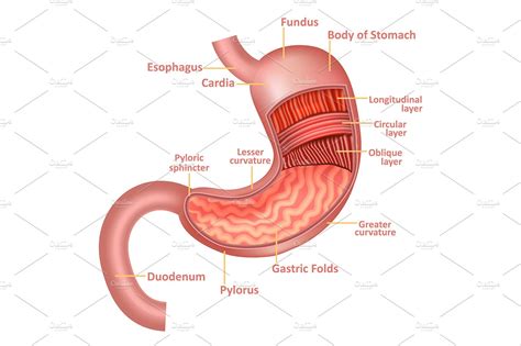 Stomach Anatomy Internal Organ Graphic Objects Creative Market