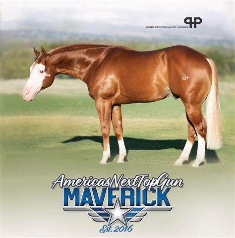 Italian Mavericks Colt ️ 2022 Sorrel Quarter Horse Colt Maverick