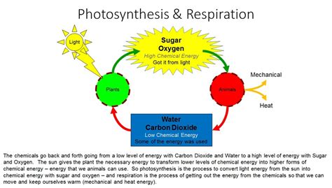 Photosynthesis And Respiration Water