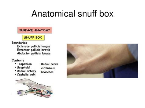 Boundaries Of Anatomical Snuff Box Tendons Of The Extensor Pollicis