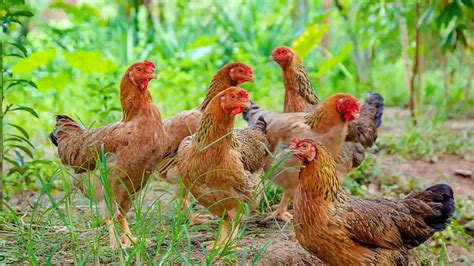 Cara Ternak Ayam Kampung Agar Cepat Panen Ppg