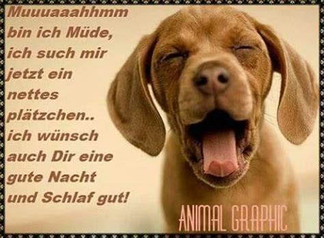 Gute nacht, meine lieben freunde. Wünsch euch eine gute Nacht | Hunde tapete, Süße ...