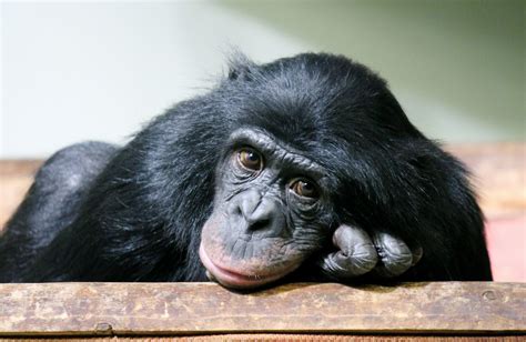 Wild Chimpanzees Live Extra Long Lives •