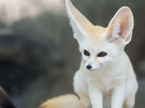 Fennec Fox