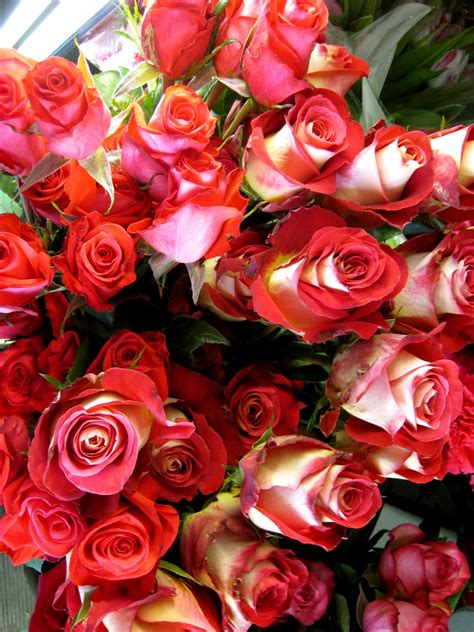 Petals And Paper Boutique Red Roses Pink Roses Multi Colored Roses Oh My