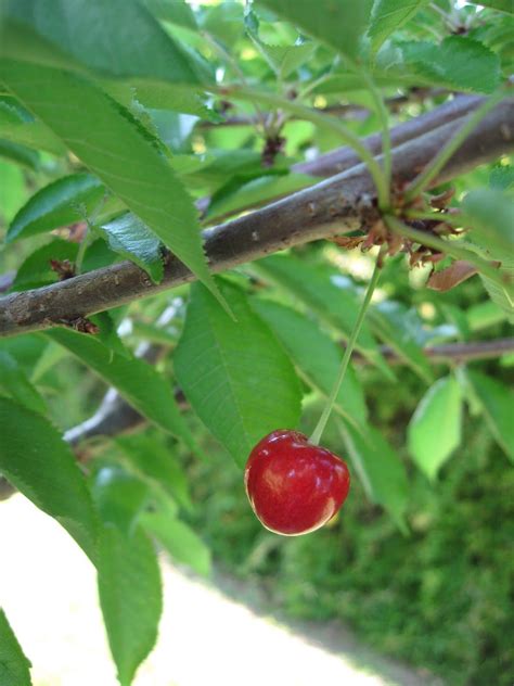 May not see fruit this year, but still excited to see our first cherry blossoms! Minnie Royal and Royal Lee... the Story of our Cherry ...