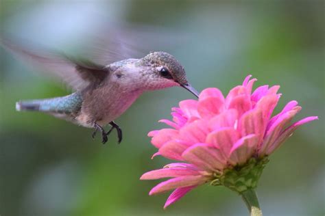 Many of the varieties we offer at park seed are prize winners. Top 10 Hummingbird Nectar Mistakes