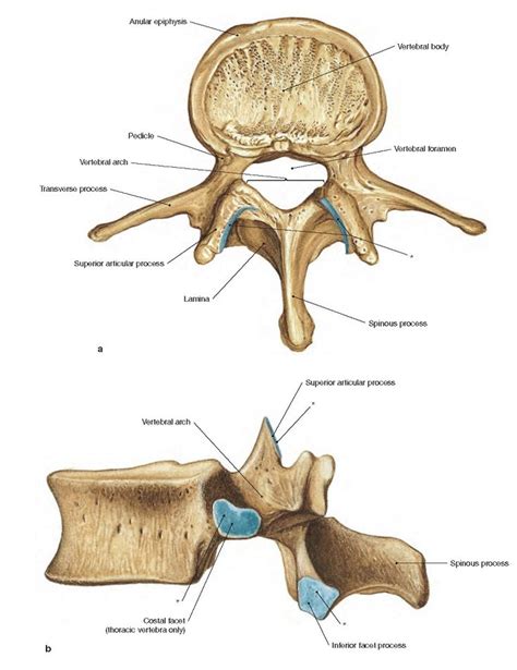 Vertebrae Basic Features Anatomy Thoracic Vertebrae Vertebrae Basic