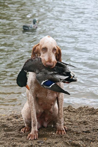 We are not responsible for transactions for animals you find on this site. Breed Profile: The Bracco Italiano - Gun Dog Magazine