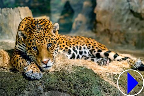 Live Streaming Webcam Jaguars Milwaukee County Zoo United States