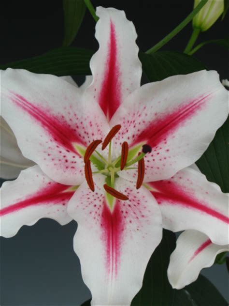 Auratum Gold Band Oriental Lily From The Gold Medal Winning Harts Nursery