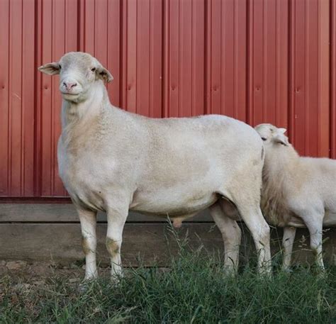 Registered Katahdin Sheep For Sale Mad Kettle Farm Katahdin Sheep And Dexter Cattle