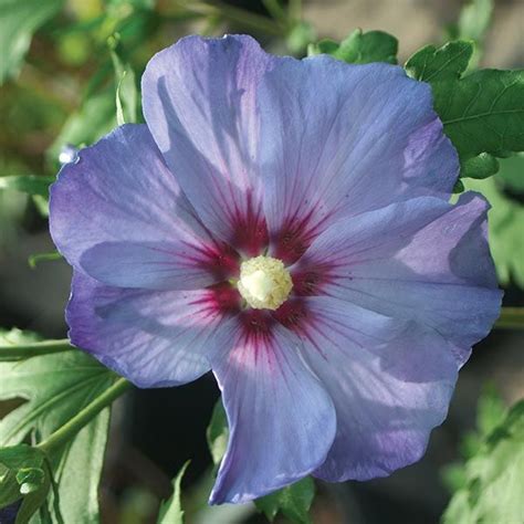 Azurri Blue Satin Rose Of Sharon Tree Nature Hills Nursery