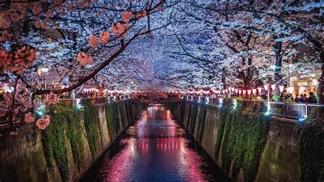 Fondos De Pantalla Japón Sakura Río Noche Luces 1920x1200 Hd Imagen