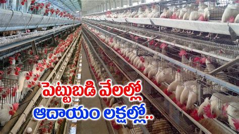 How To Start Layer Poultry Farming Layer Chicken Farming Plan