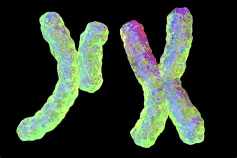 Human Chromosomes Illustration Research Australia