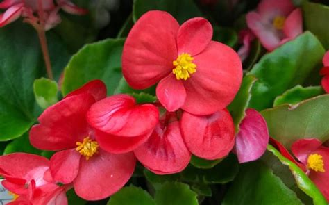 Wax Begonia How To Grow And Care For Wax Begonias