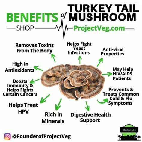the benefits of turkey tail supplements a comprehensive guide martlabpro