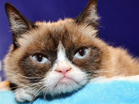 So Long To Grumpy Cat Amazons Special Warehouses And More News Wired