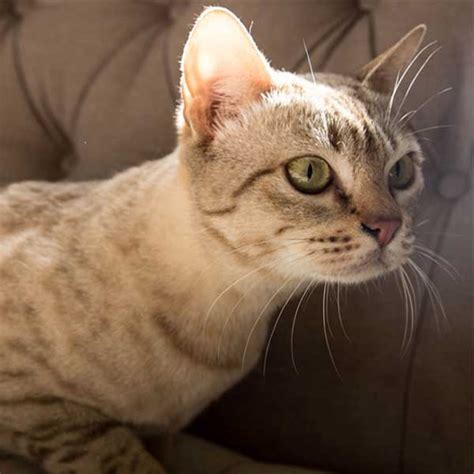 The australian mist cat is an ideal pet for everyone, from families with children to seniors. Australian Mists - personality, facts, and photos ...