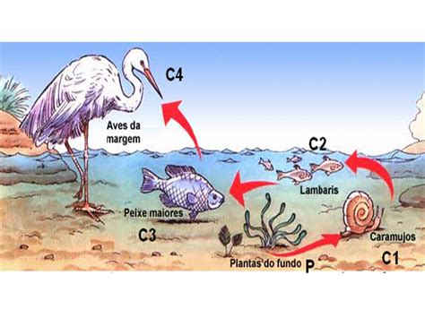 Biologia Cadeia Alimentar