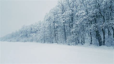 Snow Covered Tree · Free Stock Photo