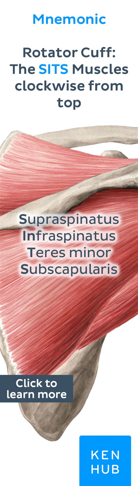 What is the name of the very popular weight bearing posture that often strains the front of the rotator cuff and what can we do to prevent this from happening? Rotator cuff | Rotator cuff, Muscle anatomy, Shoulder anatomy