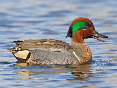 Green Winged Teal Id Facts Diet Habit And More Birdzilla